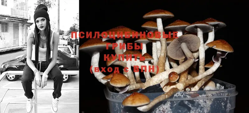 где можно купить наркотик  Камень-на-Оби  Галлюциногенные грибы Magic Shrooms 